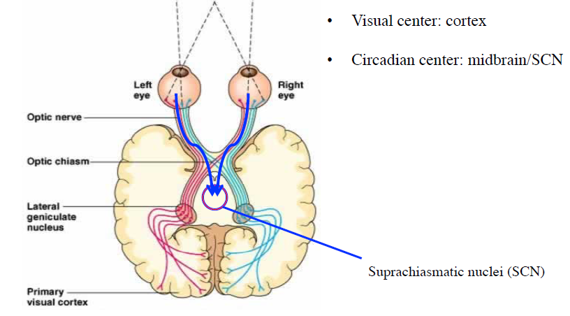 scn-cortex.PNG