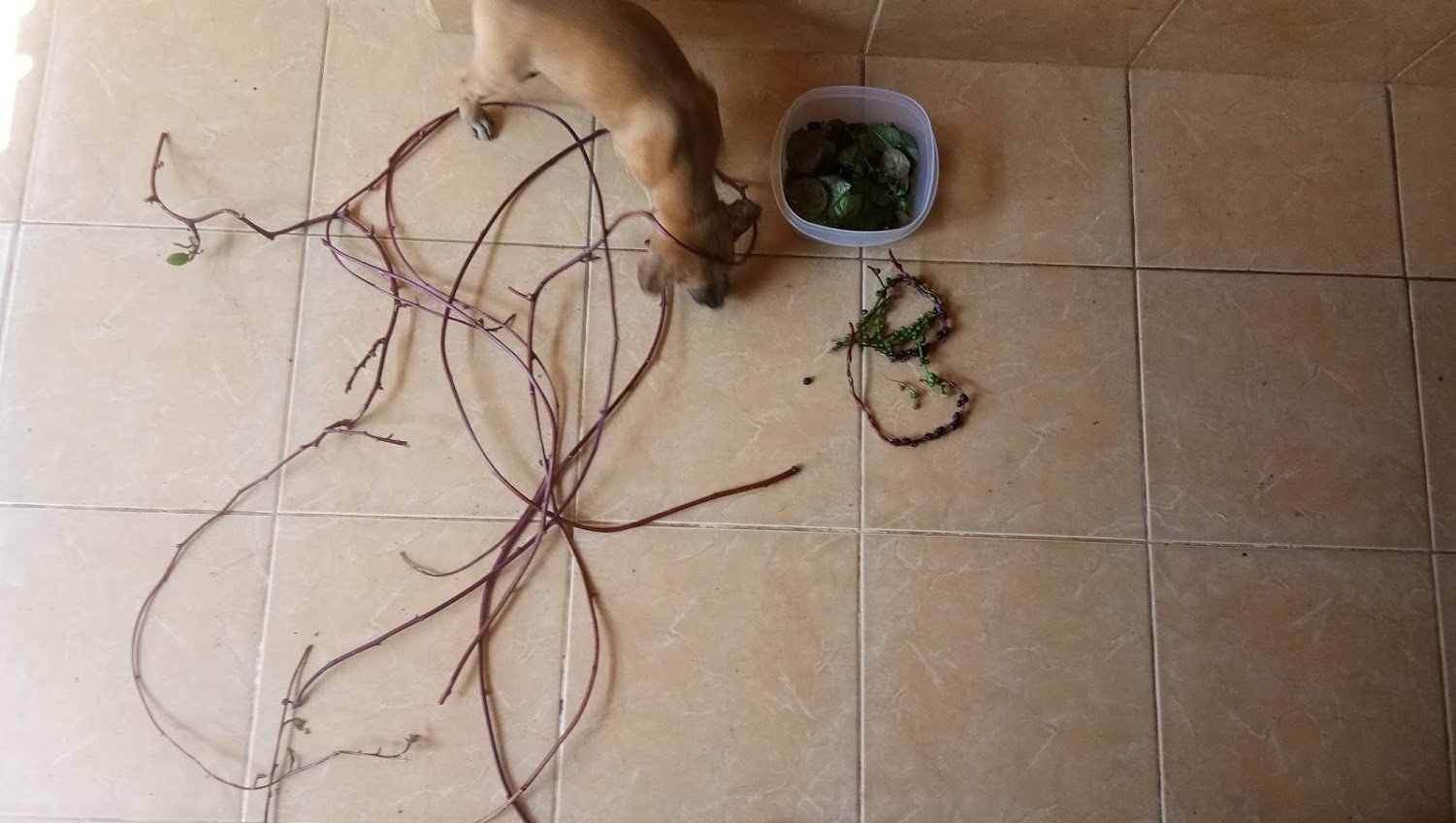 vines seeds dog.jpg