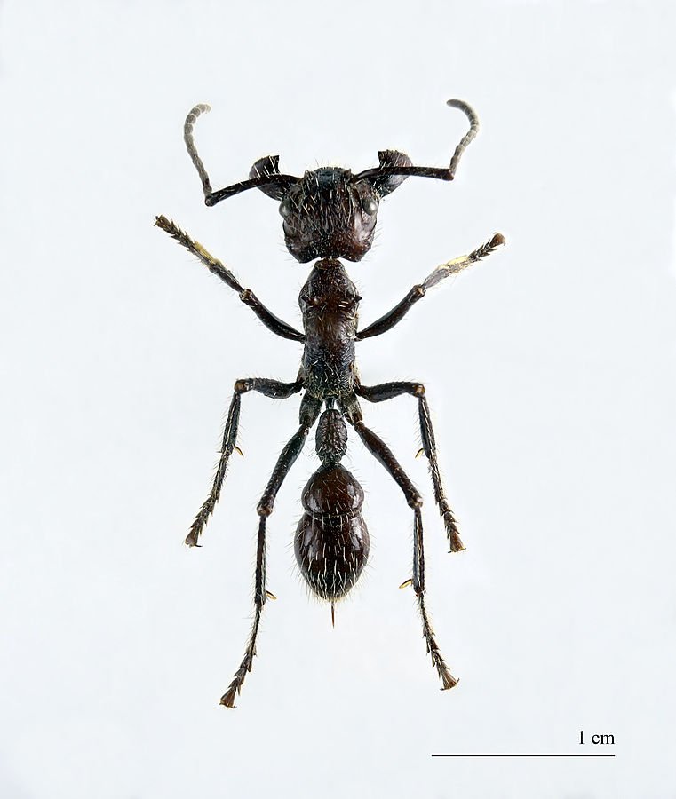 bullet-ant-pic.jpg