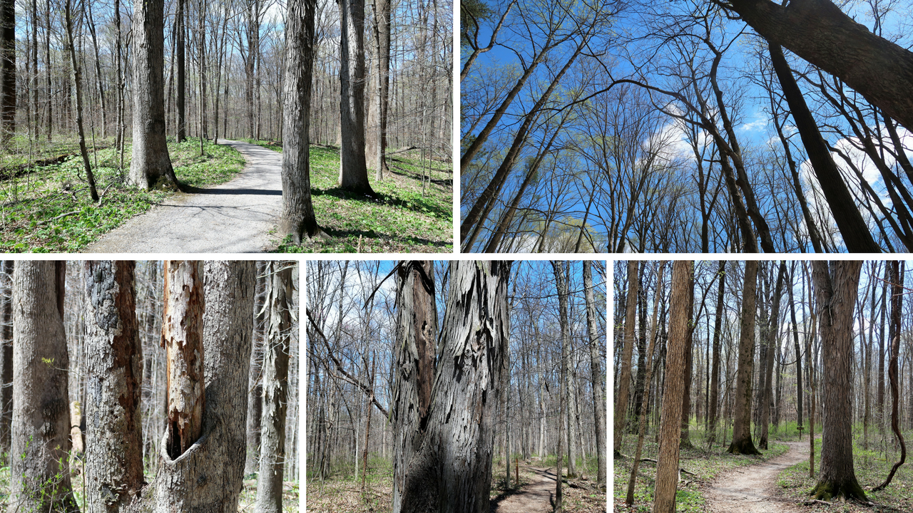 McCormick's Creek State Park (3).png