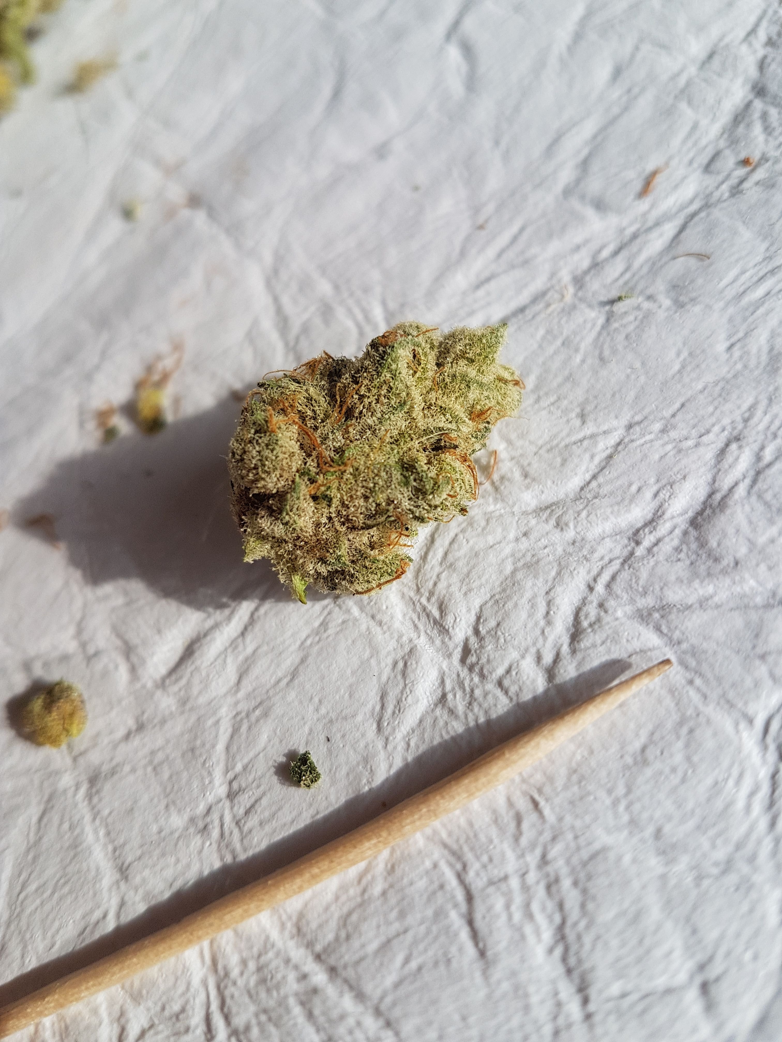 LA Chocolate Strain Review