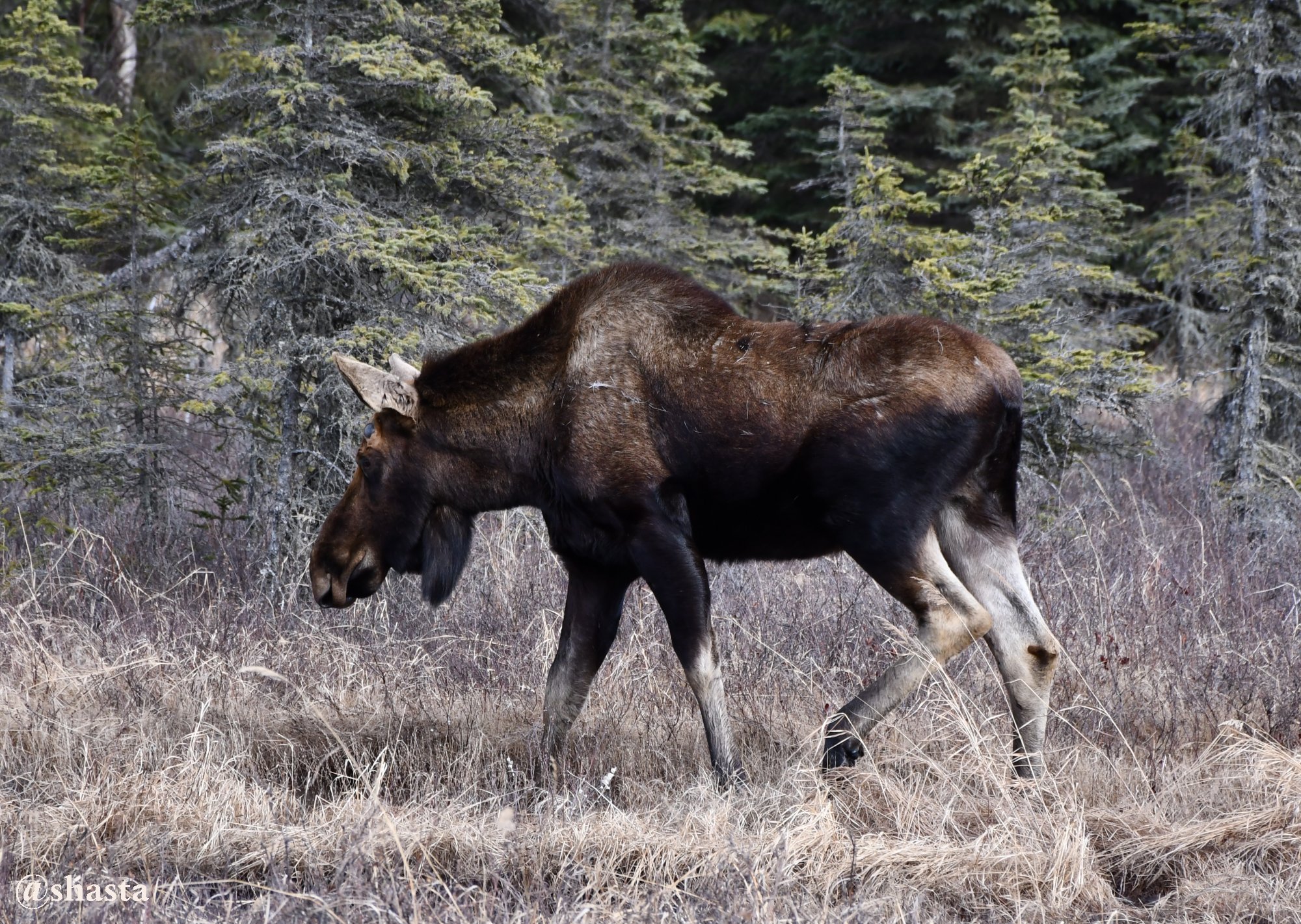 shasta2018april22nd47moosemonday8io.jpg