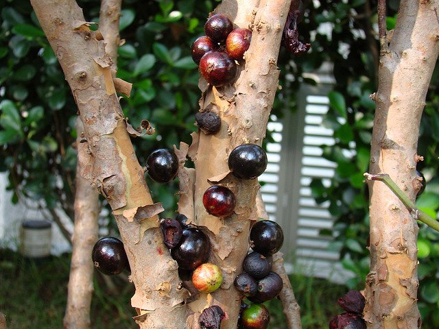 Jabuticaba 2.jpg