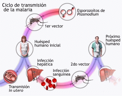 paludismo.gif
