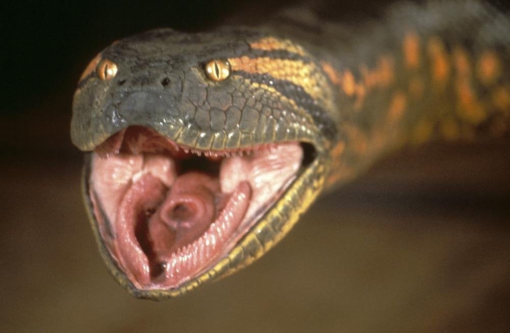 Anaconda Movie 1997 Facts