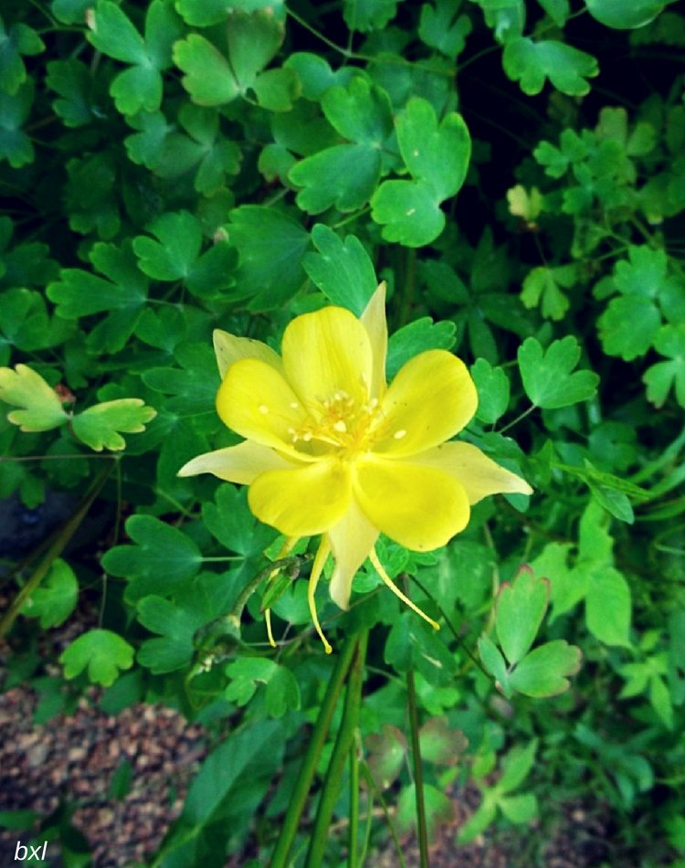 Denver Colorado Botanic Gardens Pretty Yellow Flower bxlphabet.jpg