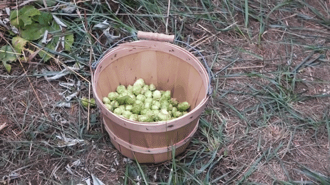 x filling the hops bucket.gif