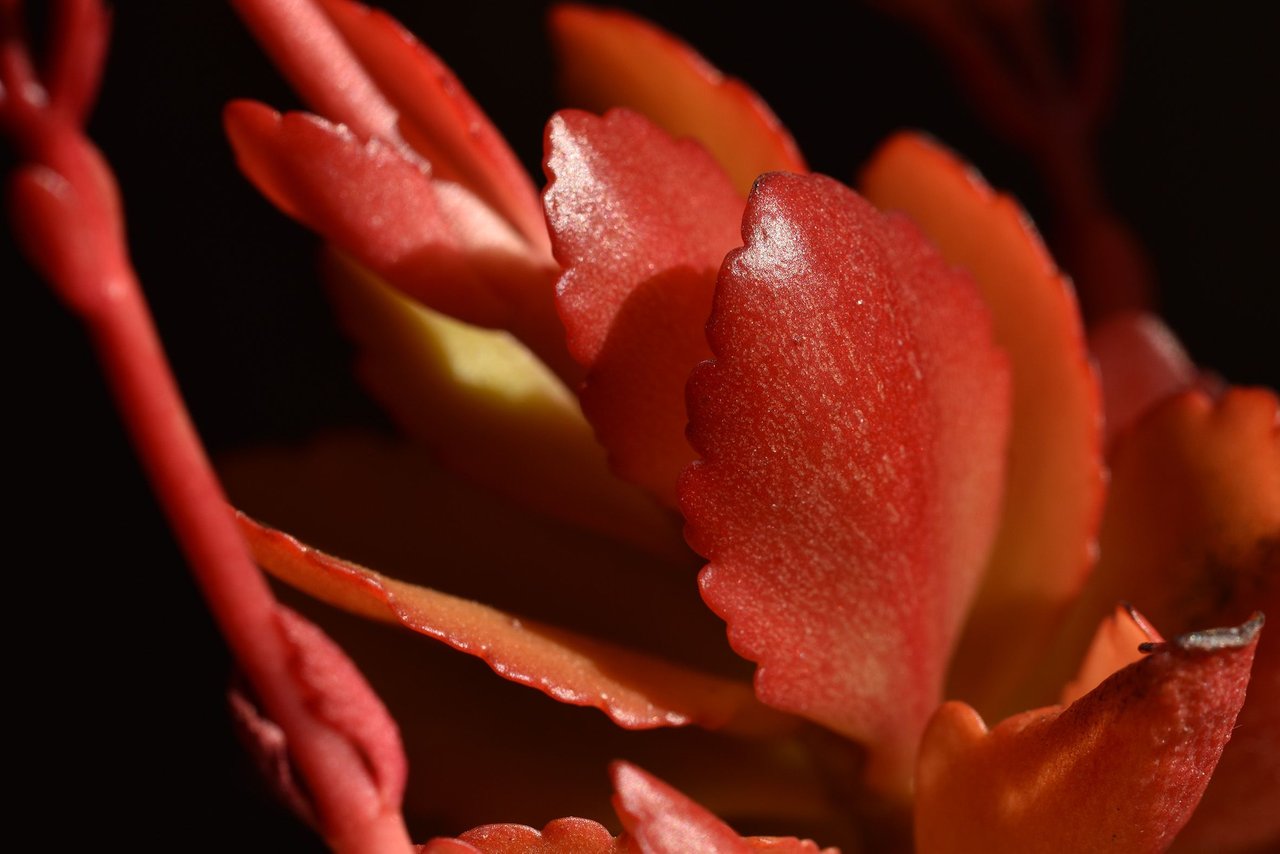 Kalanchoe blossfeldiana  red leaf 2.jpg