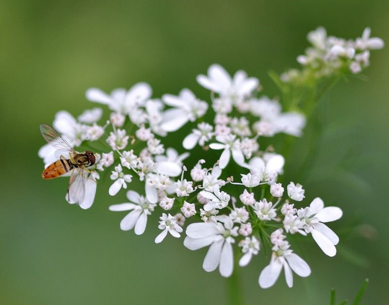 wiwcontest flowers macrophotography.jpg