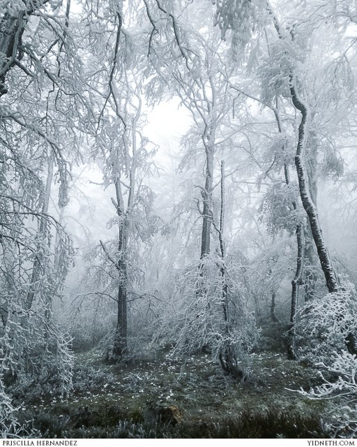 ice forest - by Priscilla Hernandez (yidneth.com).jpg