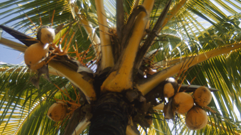 coconut_mauritius.gif