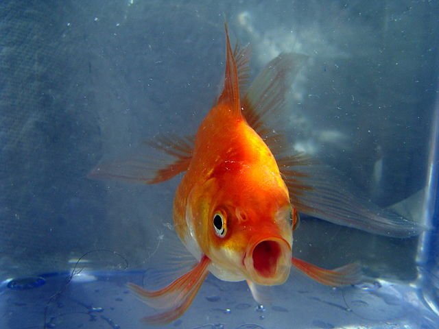 640px-Butterfly_Goldfish_026e22b.jpg