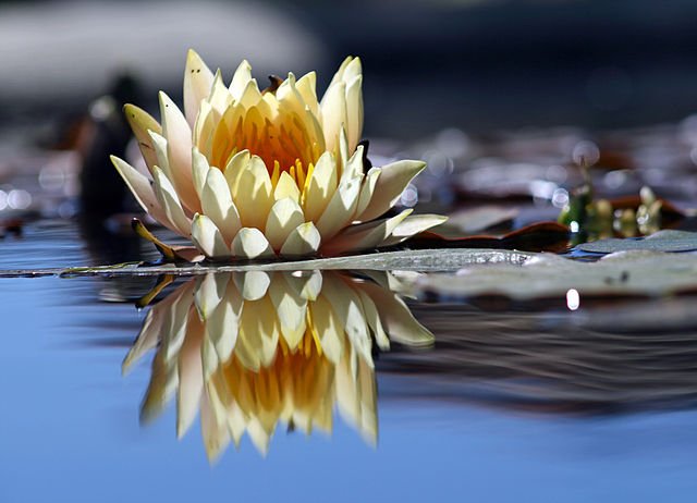 640px-Flower_reflection4e665.jpg
