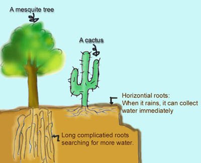 Cactus Use Succulence To Prevent From Losing Water / Proper watering is ...