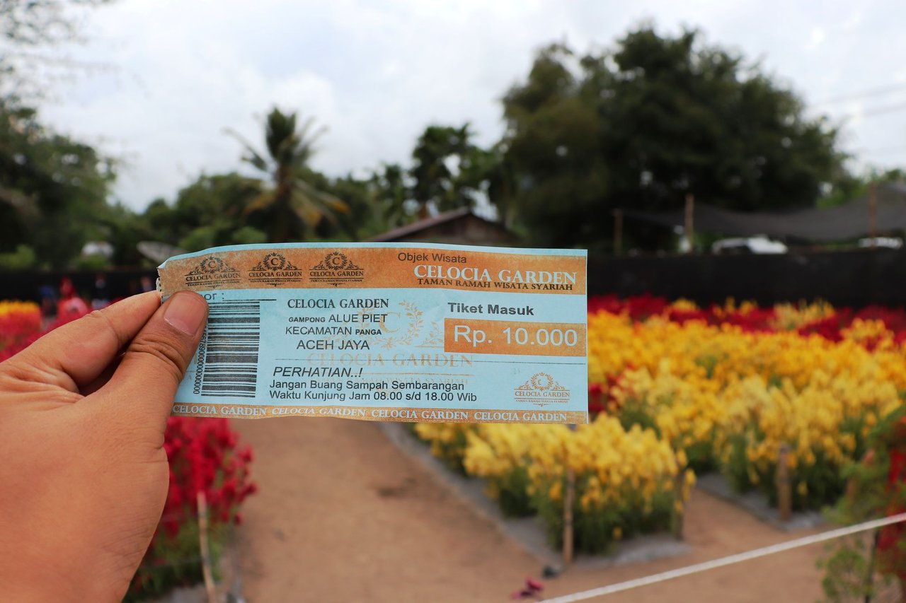 Celosia Garden Aceh Jaya When Colors Creates Variety