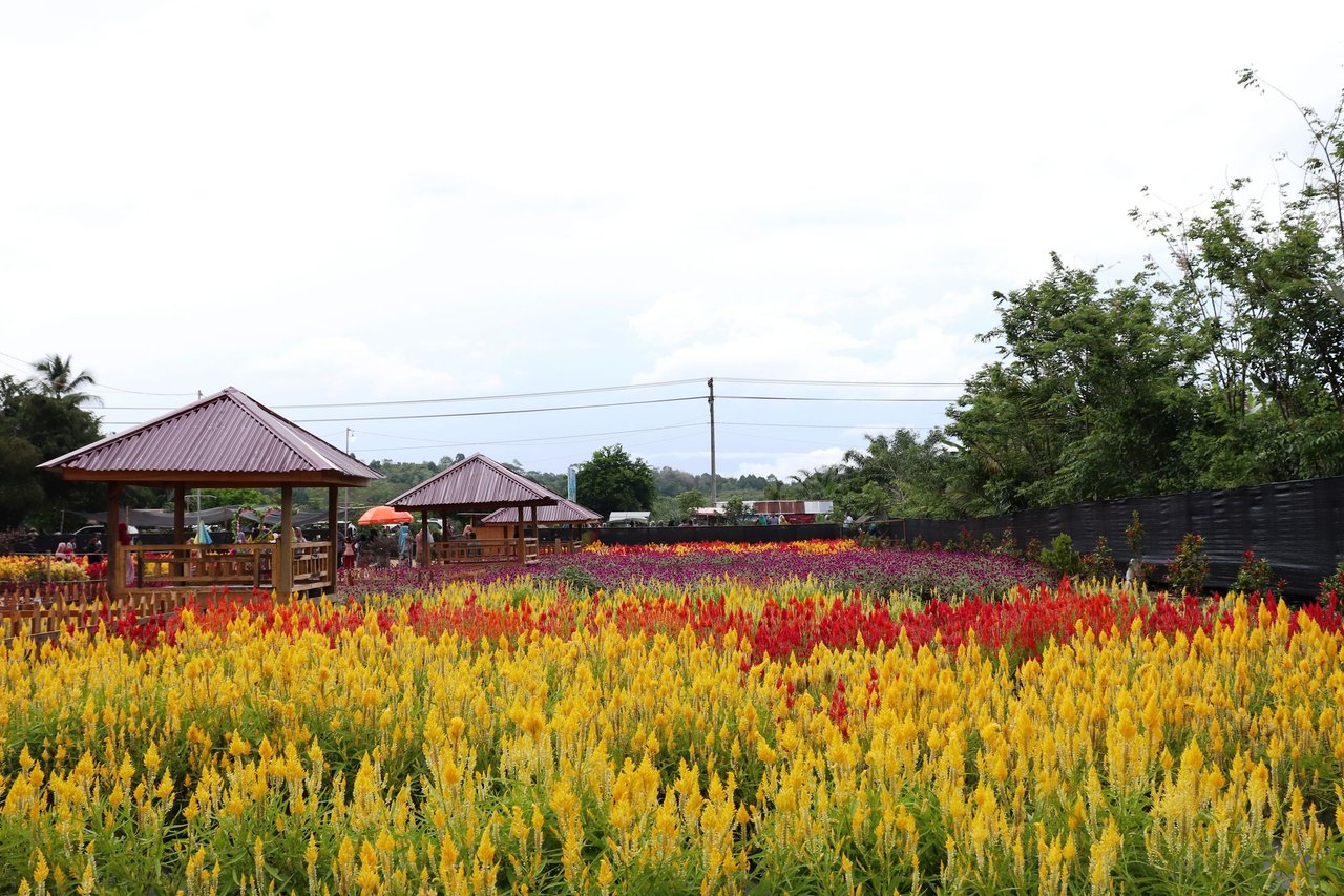 Celosia Garden Aceh Jaya When Colors Creates Variety