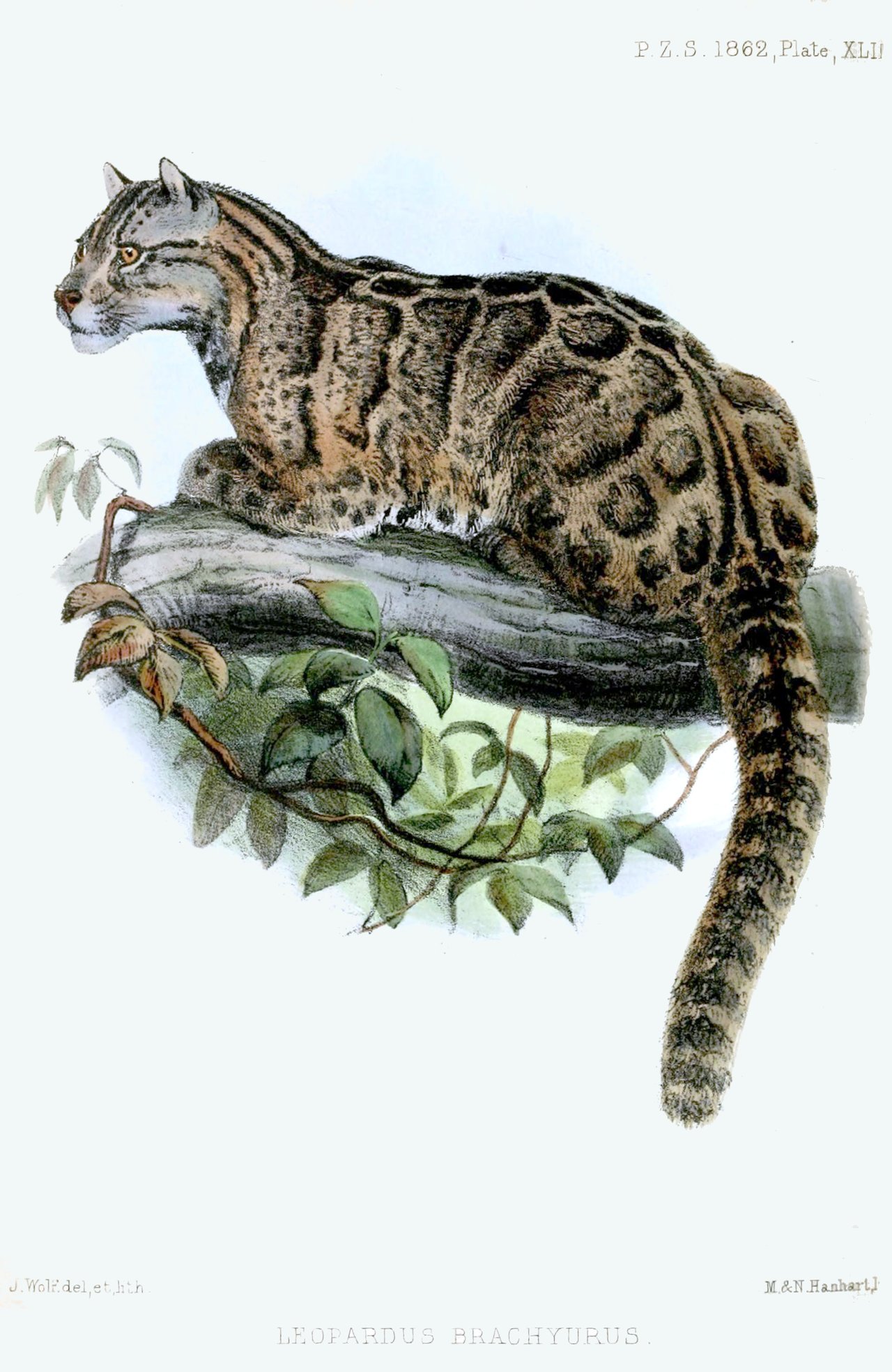 Formosan clouded leopard