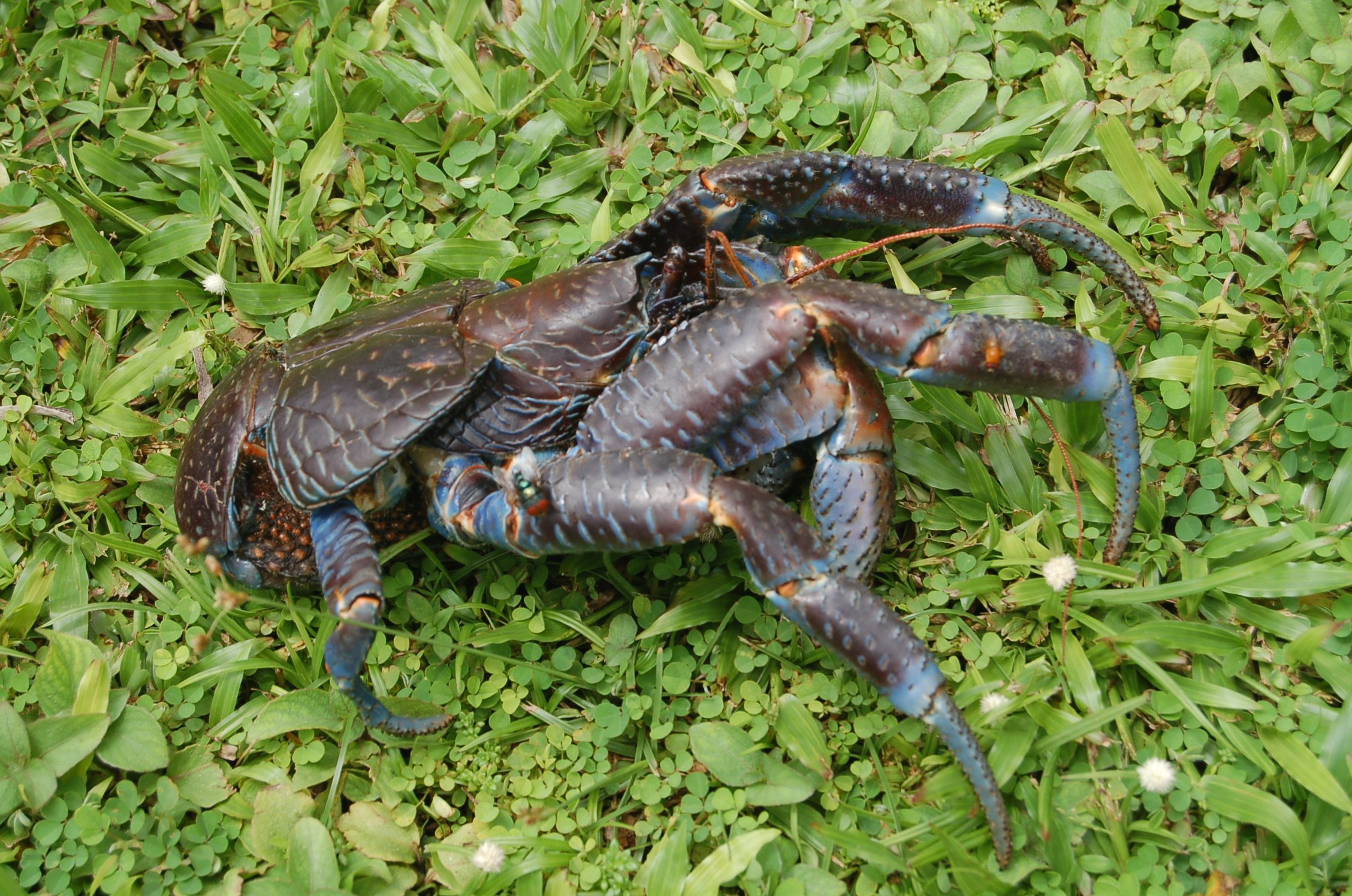 Coconut Crab