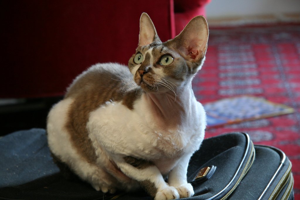 pdf: Rare Cat Breed: The Devon Rex
