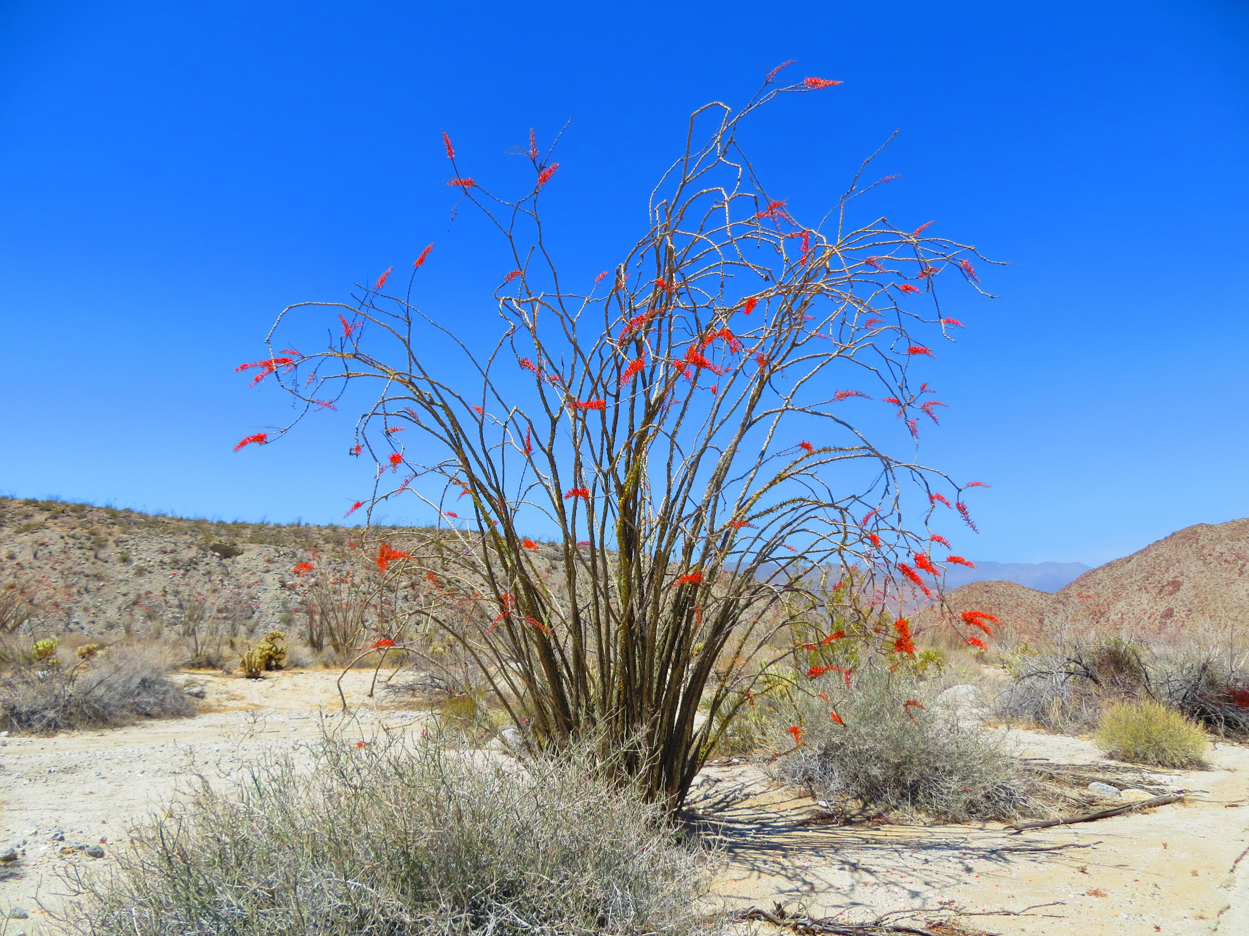 Ocotillo Blossoms