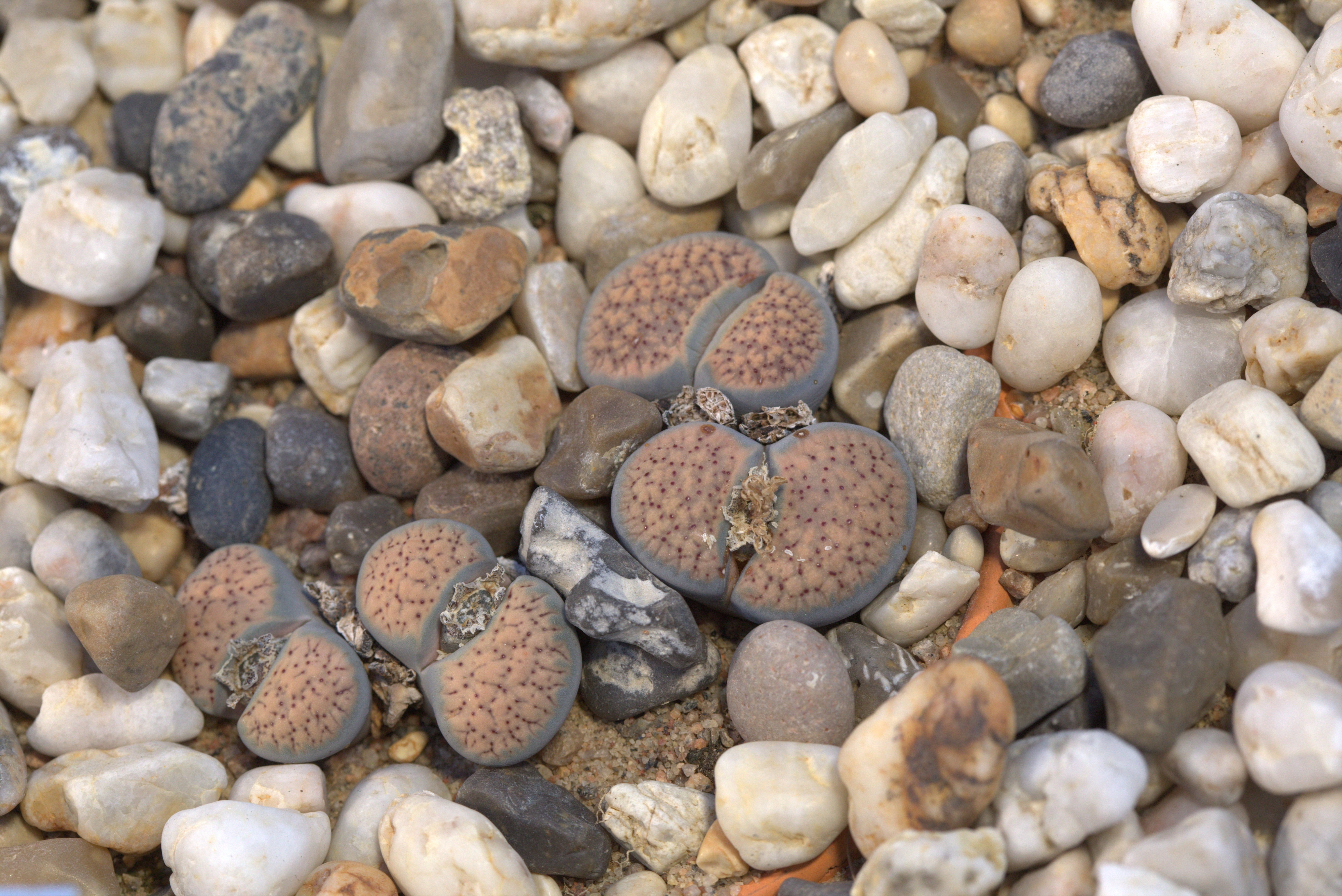 Pebble plants (Lithops sp.) are plants that have evolved to look like