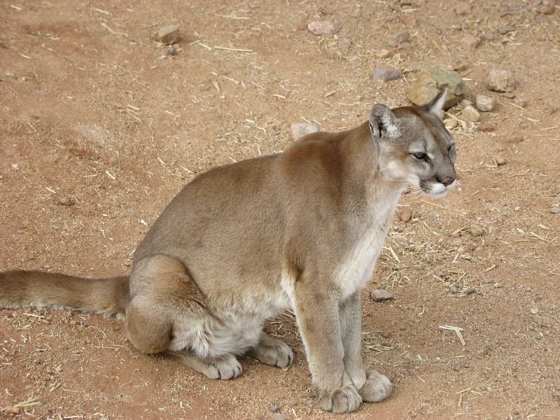 The Eastern Cougar Puma Concolor Cougar Is Now Officially Declared Extinct — Steemit