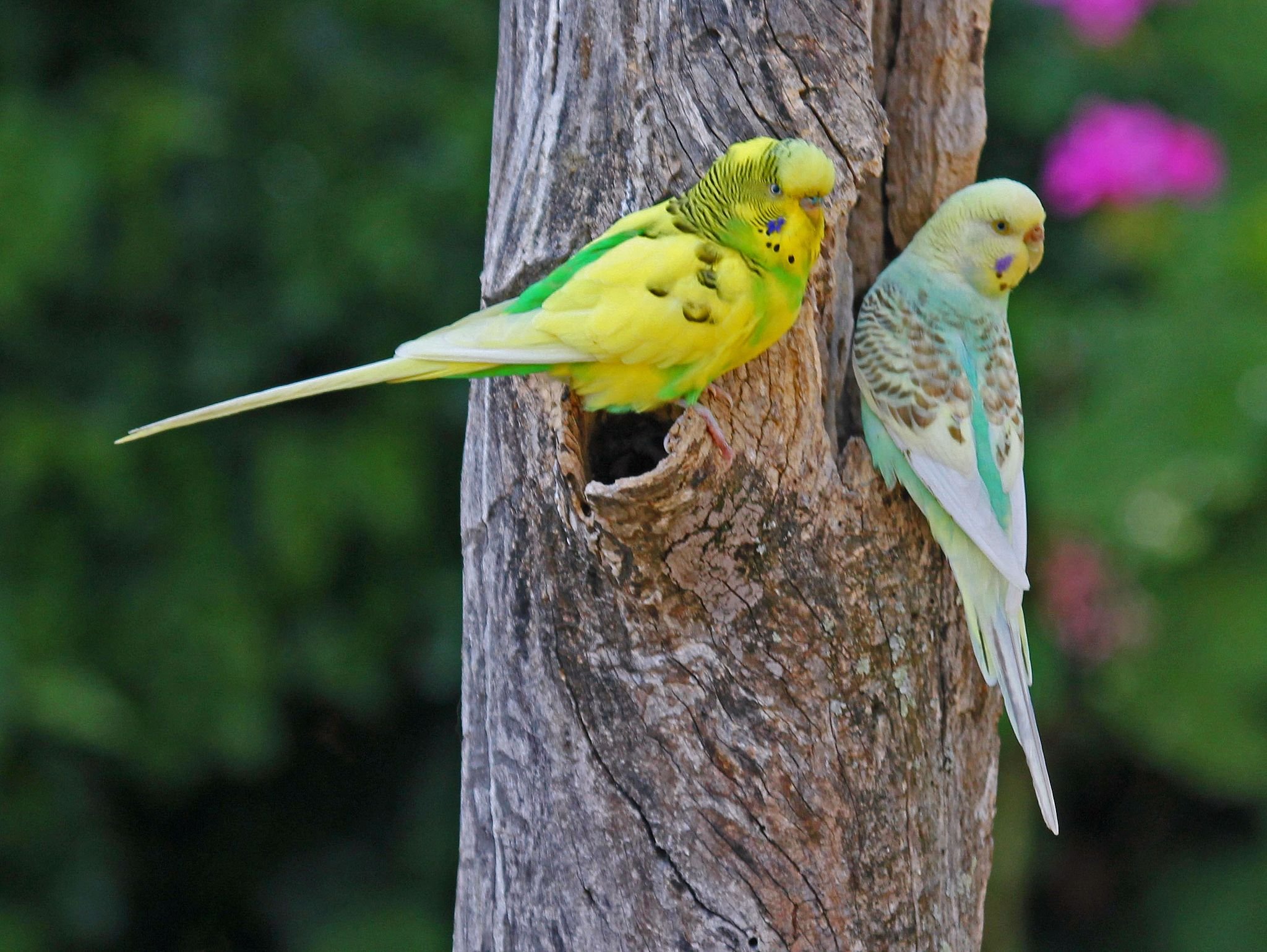 Budgerigar RWD