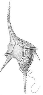 dinoflagellata-wikipedia