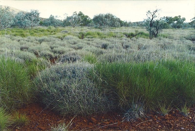 grass