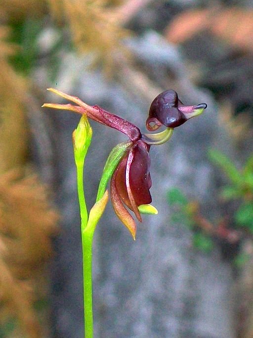 Elvina Track Flying Duck Orchid