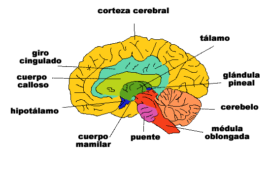 Glándula pineal