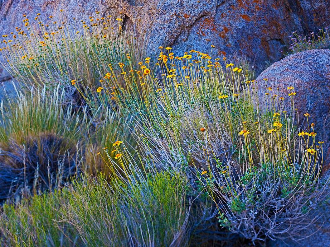 Brittel Bush只是在东部山脉的干旱景观中茁壮成长的众多植物之一。