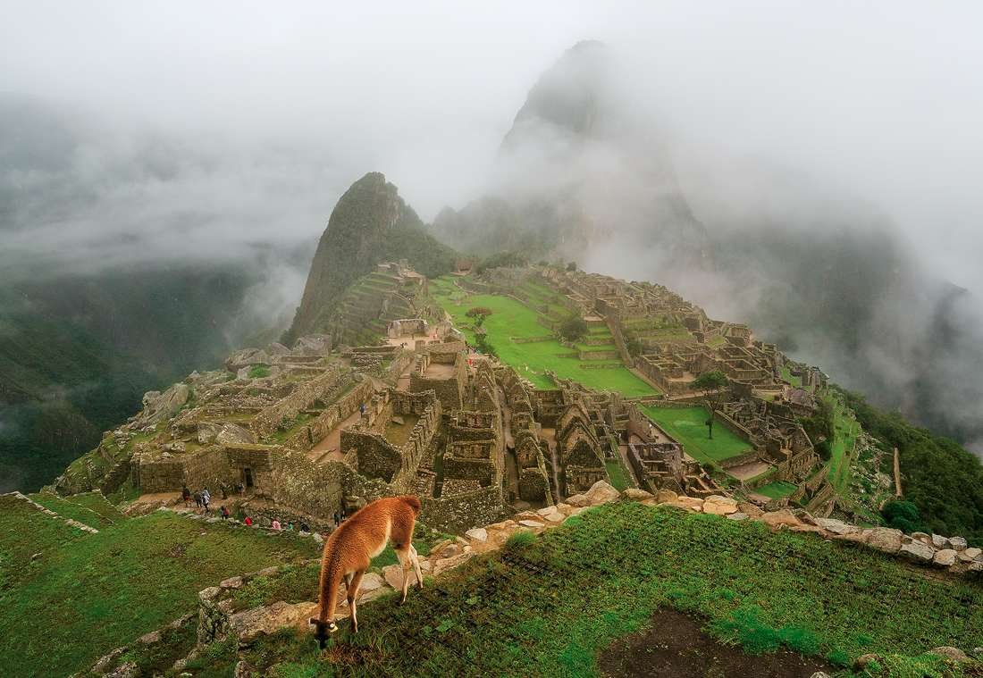Llama And Machu Picchu