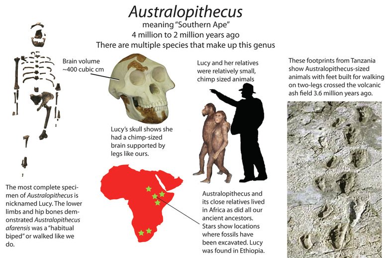 Australopithecus Taxonomy