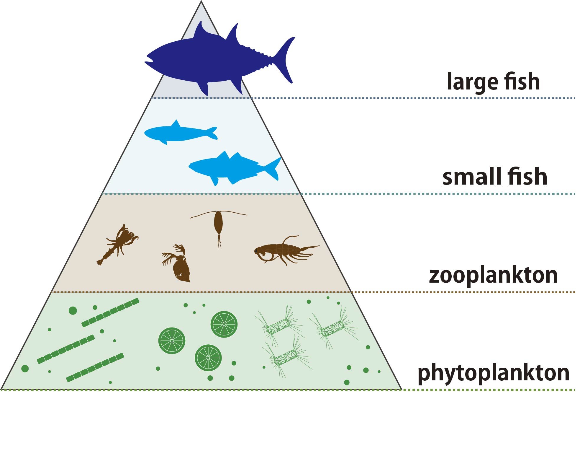 Are Phytoplankton The Base Of The Oceanic Food Chain Are Phytoplankton The Base Of The Oceanic Food Chain