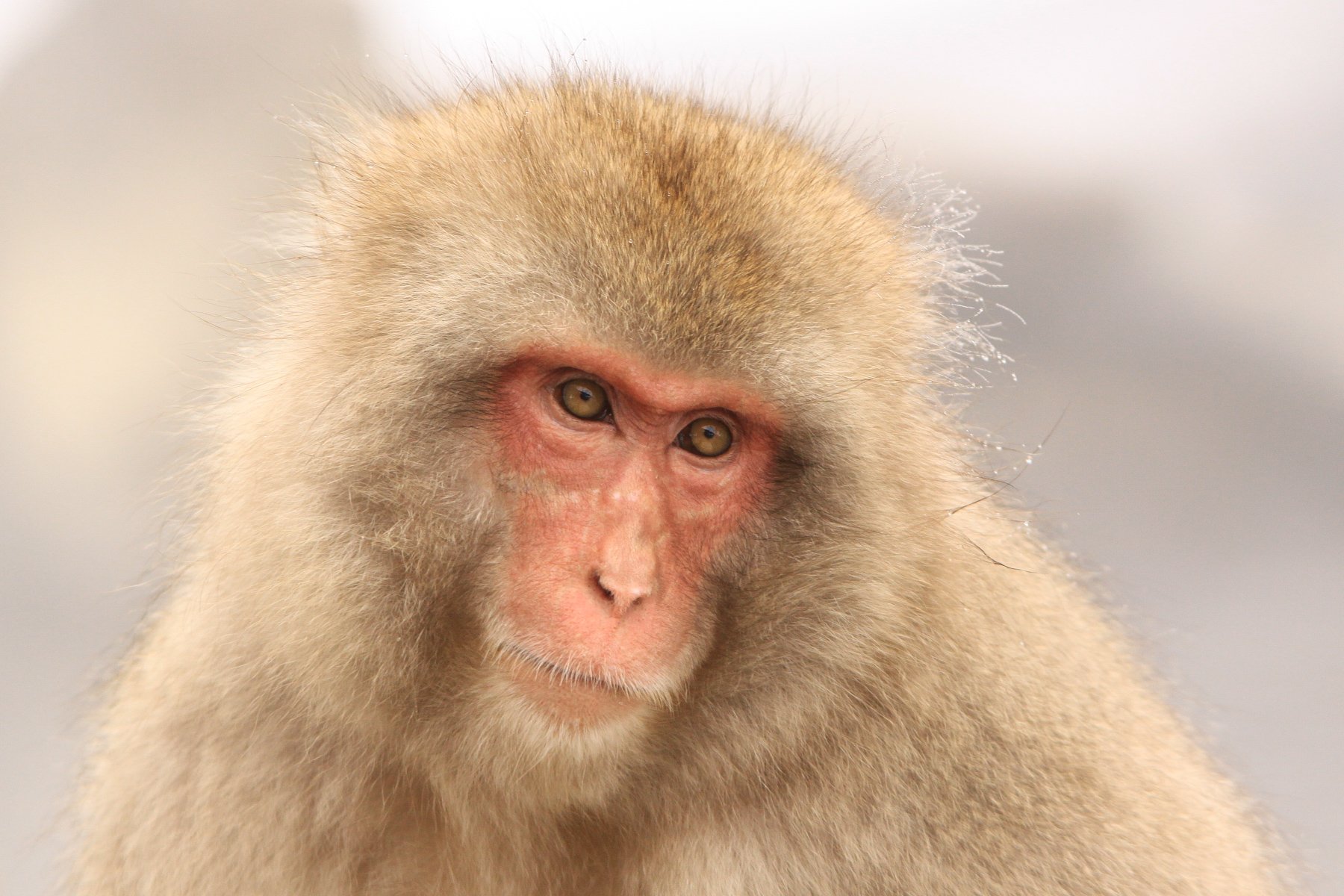 Japanese Snow Monkeys — Steemit