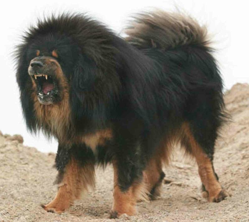Mastiff-Breeds-Authentic-Tibetan-Mastiff.jpg
