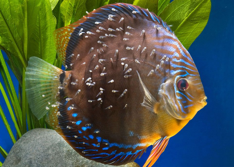 Poissons Daquarium Aquarium Fish Discus