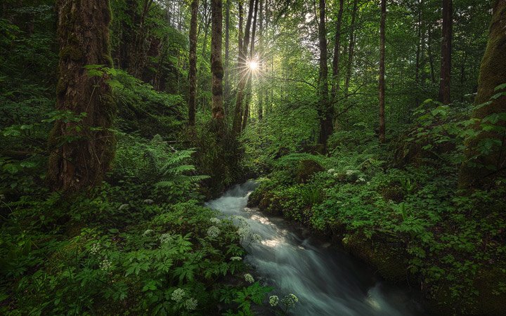 Magic light, a river and a lush forest