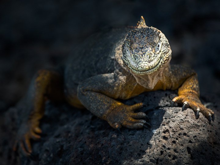 Iguana