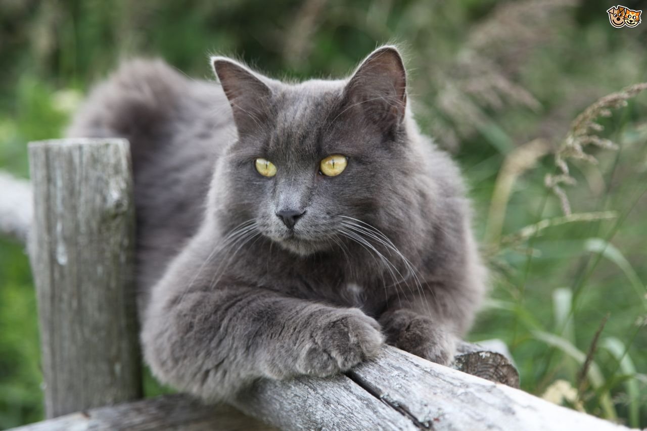 Nebelung Cute Cat Steemkr