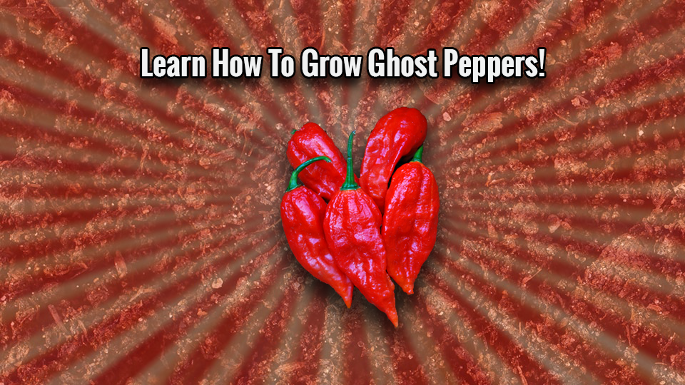 How To Grow Ghost Peppers — Steemit