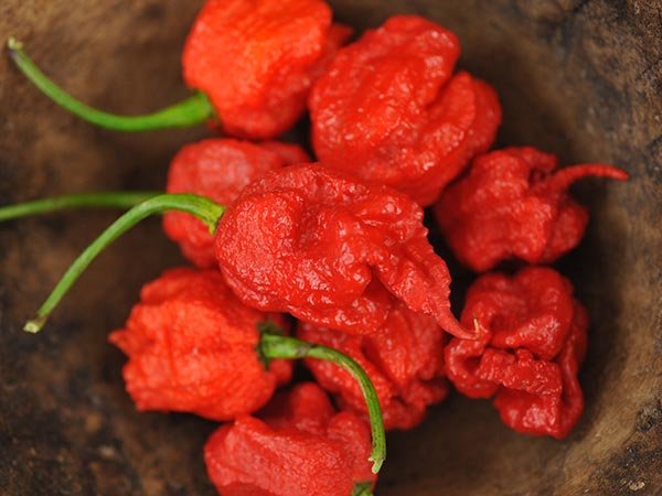 Carolina Reaper Hot Pepper