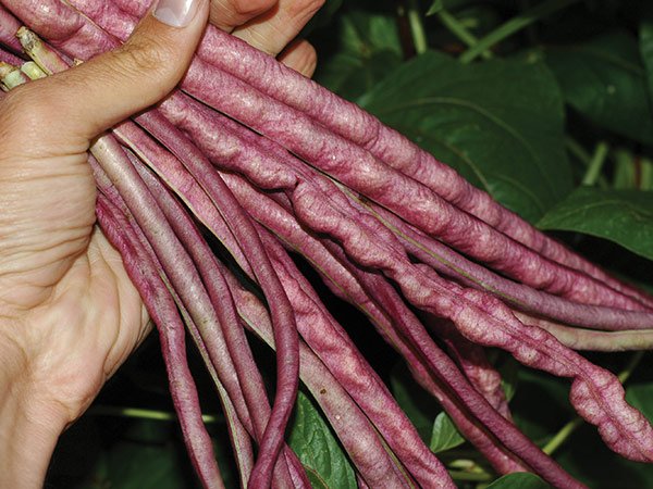 Chinese Mosaic Long Bean