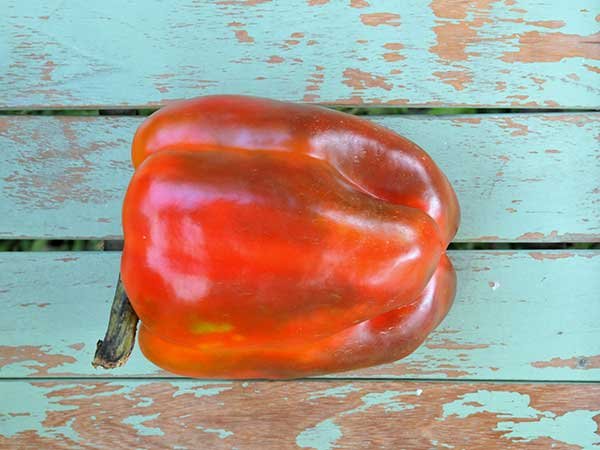 Ozark Giant Pepper