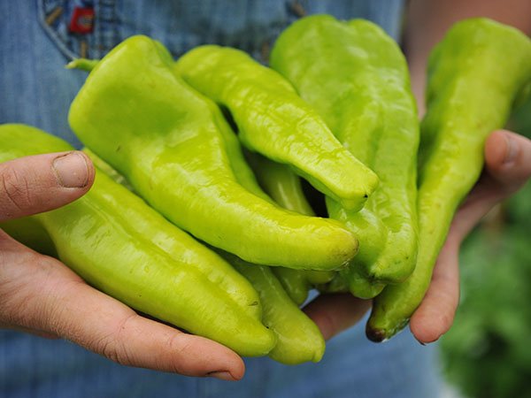 Cubanelle Sweet Pepper