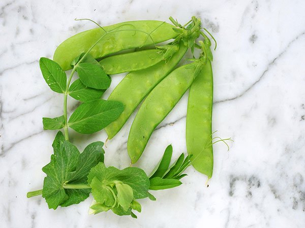 Oregon Sugar Pod II Snow Pea