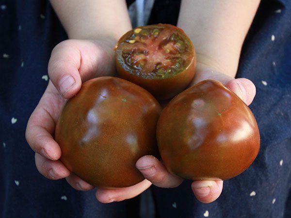 Black Prince Tomato