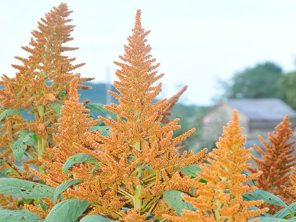 Golden Giant Amaranth