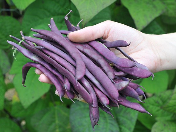 Purple Podded Pole Bean